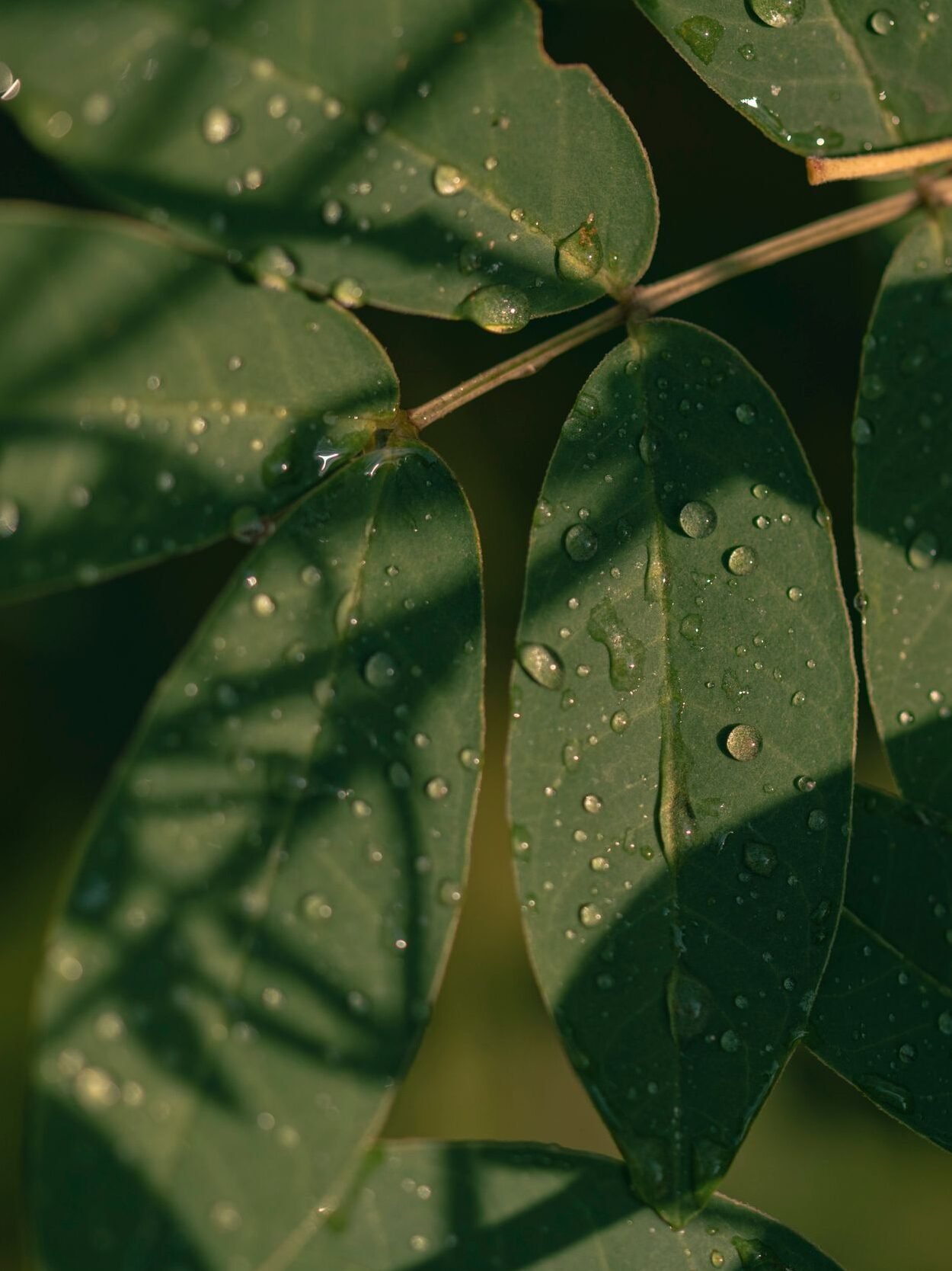Detailed view of fresh dew drops on green leaves, showcasing nature's beauty and tranquility.